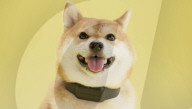 AI powered dog bark trainer