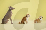 AI powered dog bark trainer