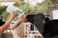 Israeli farms recover after October 7 attack