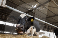 Israeli farms recover after October 7 attack