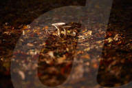 Colours of autumn at the National Arboretum - picture essay