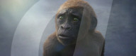 Movie monsters Godzilla and King Kong team up to fight threat to the world