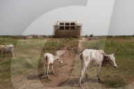 Akon City: tumbleweed rolls through site of rapper's Wakanda-inspired dream.