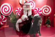 'Eccentric doesn't cover it': dogs visit Santa Paws at John Lewis's pet grotto