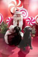 'Eccentric doesn't cover it': dogs visit Santa Paws at John Lewis's pet grotto