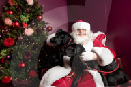 'Eccentric doesn't cover it': dogs visit Santa Paws at John Lewis's pet grotto
