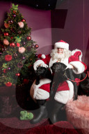 'Eccentric doesn't cover it': dogs visit Santa Paws at John Lewis's pet grotto