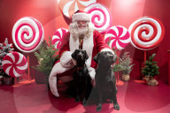 'Eccentric doesn't cover it': dogs visit Santa Paws at John Lewis's pet grotto