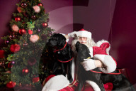 'Eccentric doesn't cover it': dogs visit Santa Paws at John Lewis's pet grotto