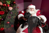 'Eccentric doesn't cover it': dogs visit Santa Paws at John Lewis's pet grotto