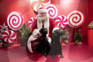 'Eccentric doesn't cover it': dogs visit Santa Paws at John Lewis's pet grotto