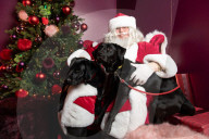 'Eccentric doesn't cover it': dogs visit Santa Paws at John Lewis's pet grotto