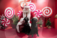 'Eccentric doesn't cover it': dogs visit Santa Paws at John Lewis's pet grotto