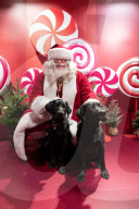 'Eccentric doesn't cover it': dogs visit Santa Paws at John Lewis's pet grotto