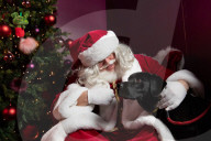 'Eccentric doesn't cover it': dogs visit Santa Paws at John Lewis's pet grotto