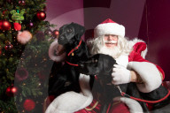 'Eccentric doesn't cover it': dogs visit Santa Paws at John Lewis's pet grotto