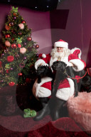 'Eccentric doesn't cover it': dogs visit Santa Paws at John Lewis's pet grotto