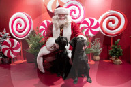 'Eccentric doesn't cover it': dogs visit Santa Paws at John Lewis's pet grotto
