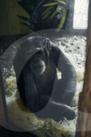 One Swedish zoo, seven escaped chimpanzees.
Furuvik Zoo in Sweden.