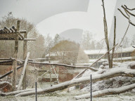 One Swedish zoo, seven escaped chimpanzees.
Furuvik Zoo in Sweden.