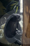 One Swedish zoo, seven escaped chimpanzees.
Furuvik Zoo in Sweden.