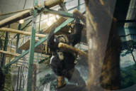 One Swedish zoo, seven escaped chimpanzees.
Furuvik Zoo in Sweden.