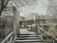One Swedish zoo, seven escaped chimpanzees.
Furuvik Zoo in Sweden.