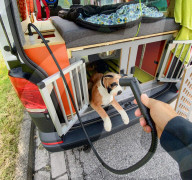 Dog friendly camper van is a pet paradise