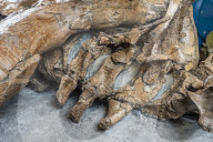 FEATURE - Der Fund eines Schädel eines Pliosauriers in einem neuen Dokumentarfilm von Sir David Attenborough