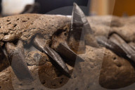 Pliosaur skull has been discovered in Dorset, UK. Pliosaur skull has been discovered in Dorset, UK. 