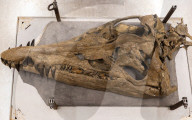 Pliosaur skull has been discovered in Dorset, UK. Pliosaur skull has been discovered in Dorset, UK. 