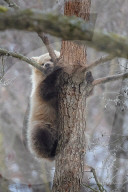 FEATURE - Braunbärenjunges sitzt seit über 10 Tagen auf einem Baum fest