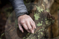 'The trees are trying to tell us things': Ted Green the ecologist championing Britain's ancient forests