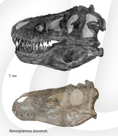Study finds new tyrannosaur species