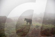 In search of a new job for Portugal's ancient pony breed