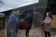 In search of a new job for Portugal's ancient pony breed
