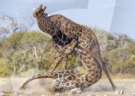 FEATURE - Eine männliche Giraffe wird bei einem Kampf um ihr Revier zu Boden gestoßen