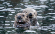 FEATURE - Eine Ottermutter schützt ihr Junges bei stürmischem Wetter im Meer