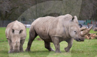 ZSL Whipsnade Zoo’s annual stocktake, 
Dunstable, Bedfordshire, UK.