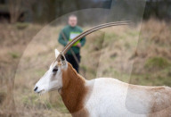ZSL Whipsnade Zoo’s annual stocktake, 
Dunstable, Bedfordshire, UK.