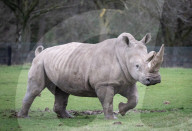 ZSL Whipsnade Zoo’s annual stocktake, 
Dunstable, Bedfordshire, UK.