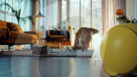 Spherical robot due to roll into homes as a helper