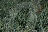 Beer, bread and beyond: the 'mind-blowing' potential of Australia's mountain rye and other perennial grains