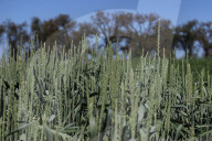 Beer, bread and beyond: the 'mind-blowing' potential of Australia's mountain rye and other perennial grains