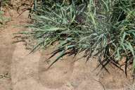 Beer, bread and beyond: the 'mind-blowing' potential of Australia's mountain rye and other perennial grains