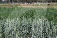Beer, bread and beyond: the 'mind-blowing' potential of Australia's mountain rye and other perennial grains