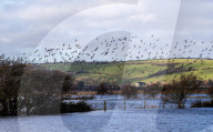 Flowers everywhere? England's ambitious scheme to restore wildlife hangs in the balance