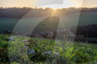 Flowers everywhere? England's ambitious scheme to restore wildlife hangs in the balance