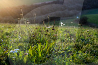 Flowers everywhere? England's ambitious scheme to restore wildlife hangs in the balance