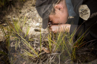 Fence me in: the bold plan to save native species on Wilsons Promontory